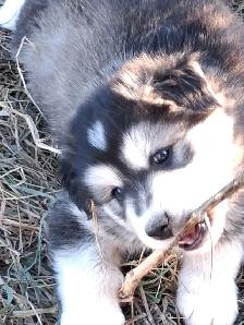 Cutest Australian Shepherd/Husky mix - Photo 7