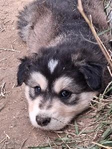 Cutest Australian Shepherd/Husky mix - Photo 8