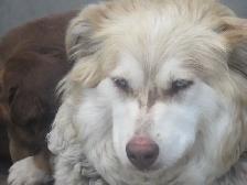 Cutest Australian Shepherd/Husky mix - Photo 9