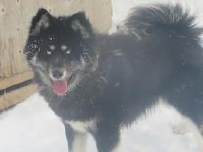 Cutest Australian Shepherd/Husky mix - Photo 10