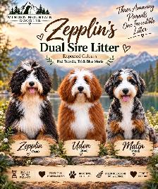 multi gen Bernedoodles - Photo 2