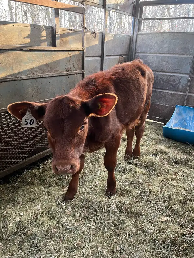 Red Angus Heifer