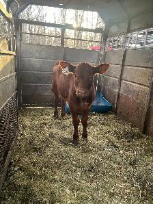 Red Angus Heifer - Photo 2
