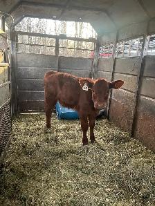 Red Angus Heifer - Photo 3