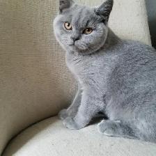 Scottish Straight shorthair,longhair kittens CCA/AFC registered - Photo 5