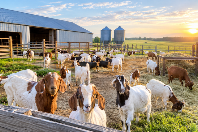 Looking for weaned goat Kids