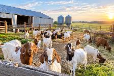 Looking for weaned goat Kids