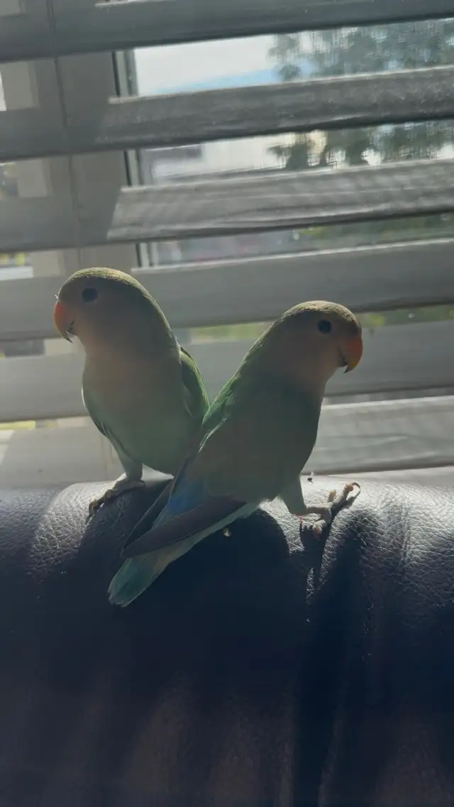 Love birds