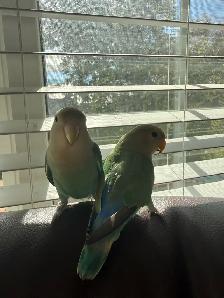 Love birds - Photo 2