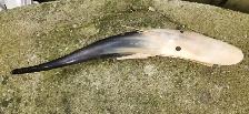 Vintage Cow Horn Whale Art Sculpture - Photo 3
