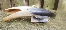 Vintage Cow Horn Whale Art Sculpture - Photo 7
