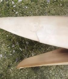 Vintage Cow Horn Whale Art Sculpture - Photo 8
