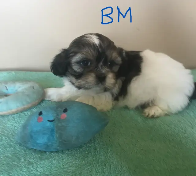 Male Shih Tzu Pups
