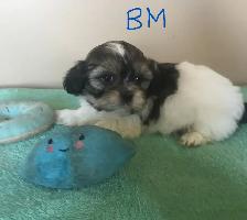 Male Shih Tzu Pups