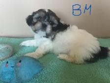 Male Shih Tzu Pups - Photo 2