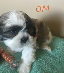 Male Shih Tzu Pups - Photo 3
