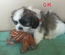 Male Shih Tzu Pups - Photo 4