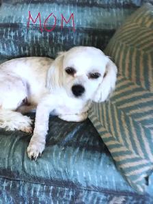 Male Shih Tzu Pups - Photo 6