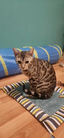 deux Bengals (female/male) - Photo 4