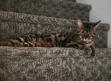 deux Bengals (female/male)