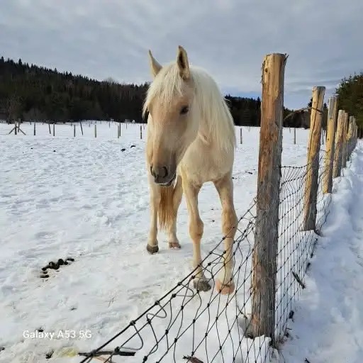 Cheval Canadien enr. Palomino