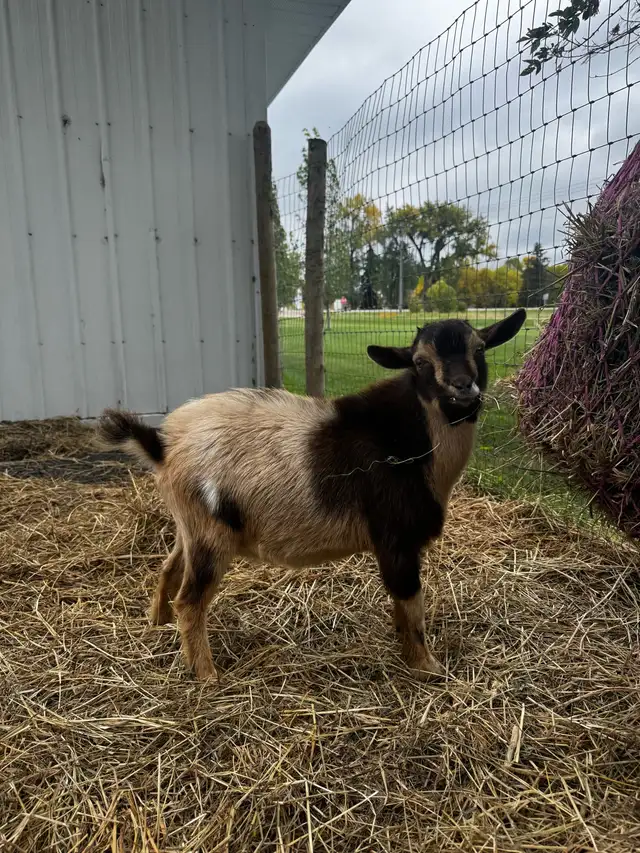 Polled Nigerian Dwarf Buckling