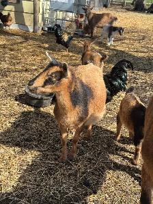Polled Nigerian Dwarf Buckling - Photo 4