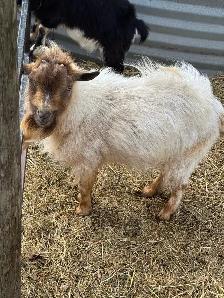 Polled Nigerian Dwarf Buckling - Photo 5