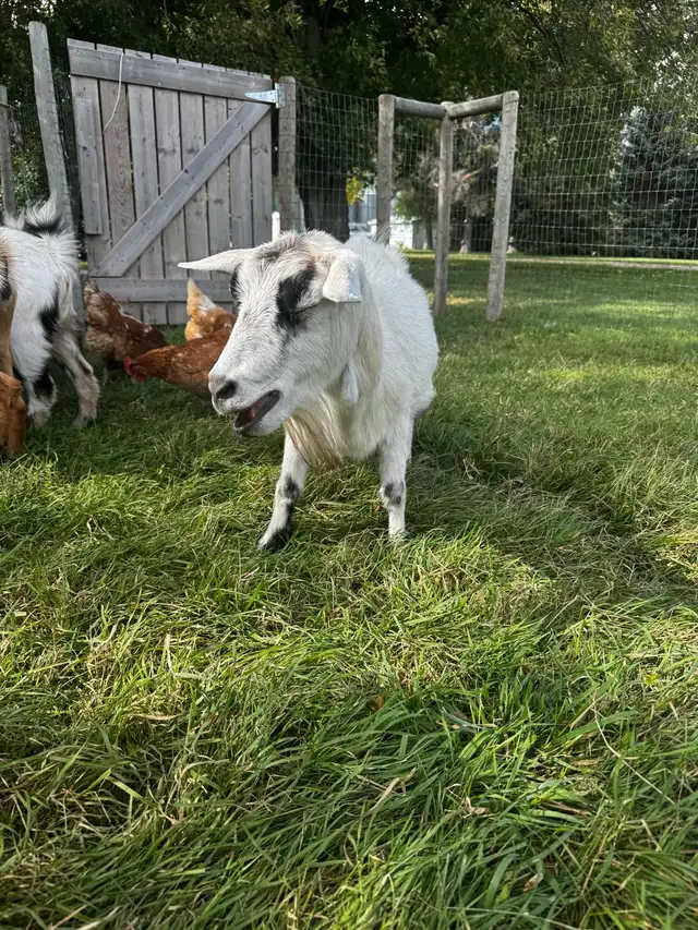 Proven Polled Nigerian Dwarf Doe