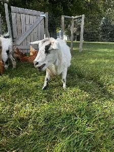 Proven Polled Nigerian Dwarf Doe