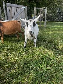 Proven Polled Nigerian Dwarf Doe - Photo 2