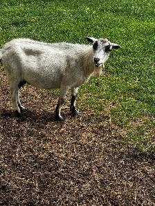 Proven Polled Nigerian Dwarf Doe - Photo 3