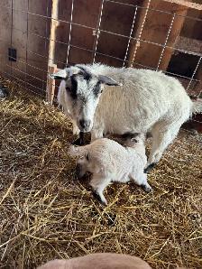 Proven Polled Nigerian Dwarf Doe - Photo 4
