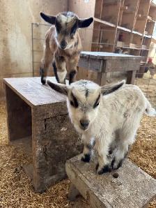 Proven Polled Nigerian Dwarf Doe - Photo 5
