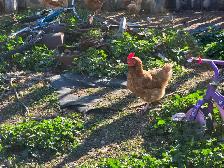 Farm fresh eggs - Photo 3