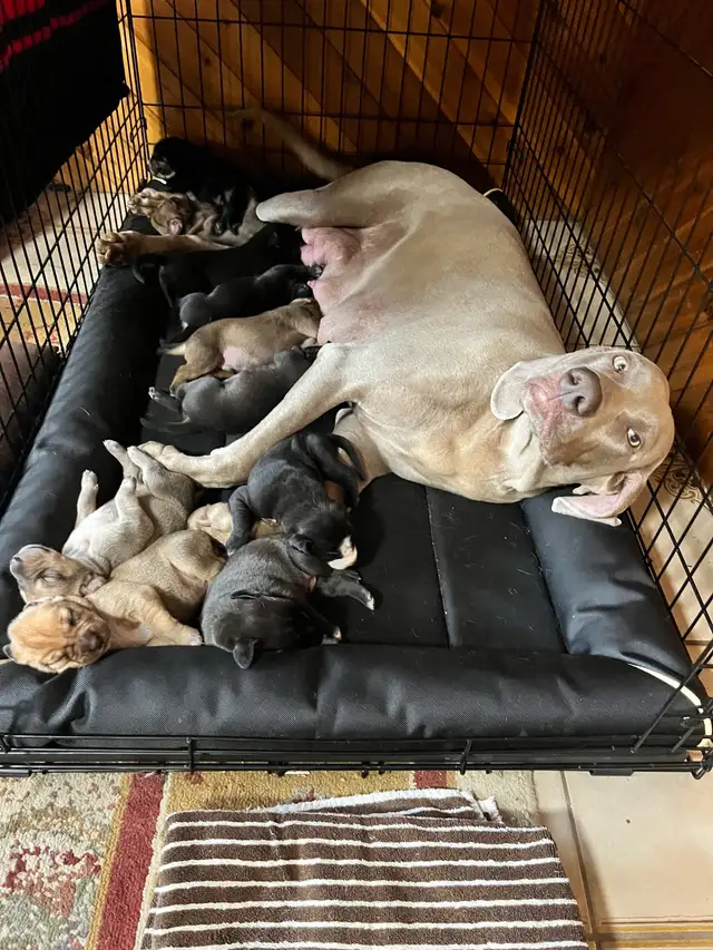 11 amazing puppies ready for you