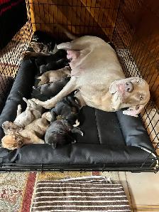 11 amazing puppies ready for you