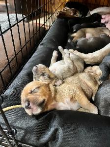 11 amazing puppies ready for you - Photo 2