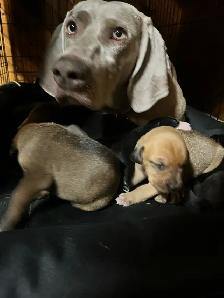11 amazing puppies ready for you - Photo 3