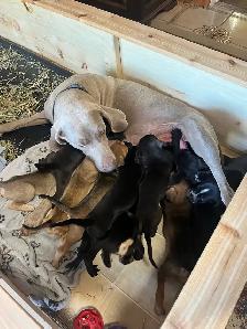 11 amazing puppies ready for you - Photo 4