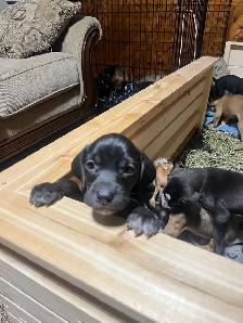 11 amazing puppies ready for you - Photo 5
