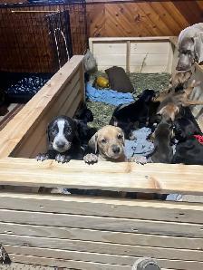 11 amazing puppies ready for you - Photo 6
