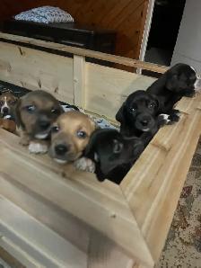 11 amazing puppies ready for you - Photo 7
