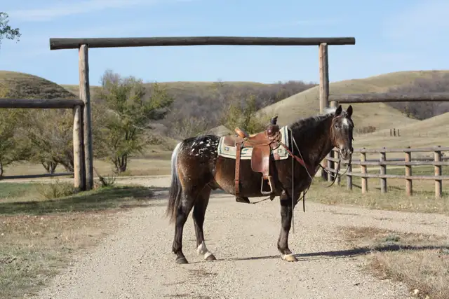 Well Broke 17yr Old Safe Gelding
