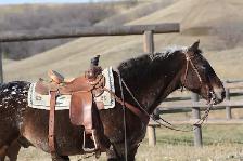 Well Broke 17yr Old Safe Gelding - Photo 2