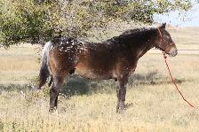Well Broke 17yr Old Safe Gelding - Photo 3