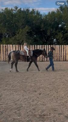 Well Broke 17yr Old Safe Gelding - Photo 5