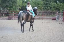 Well Broke 17yr Old Safe Gelding - Photo 6