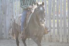 Well Broke 17yr Old Safe Gelding - Photo 7