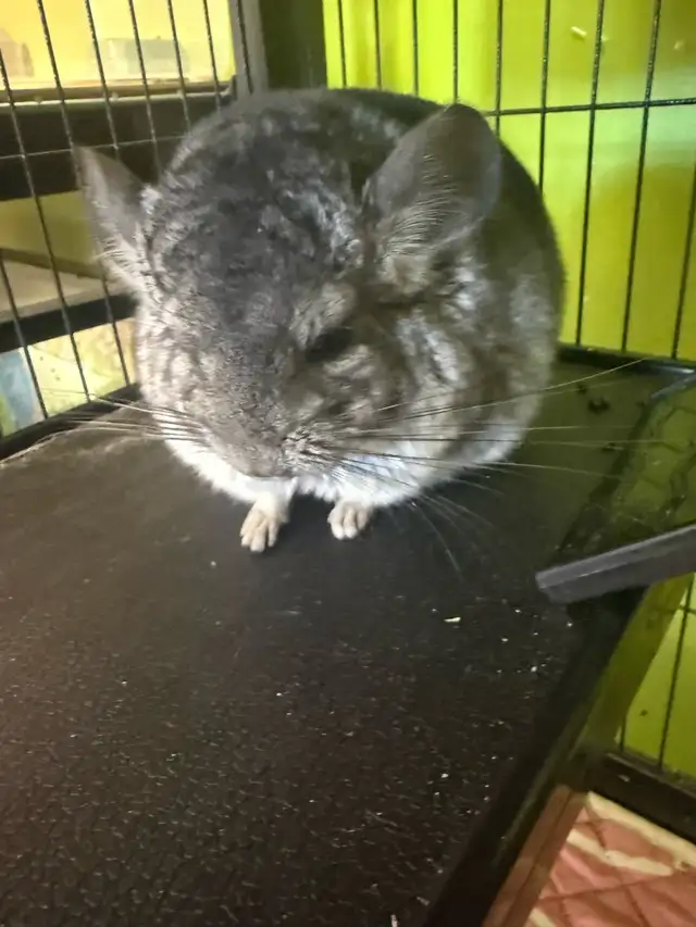 chinchilla
